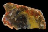 Polished, Rainbow Petrified Wood (Araucarioxylon) - Arizona #159705-1